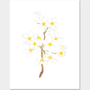 white Plumeria  frangipani flowers  ink and watercolor Posters and Art